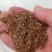 常年批发代购鹤虱量大从优