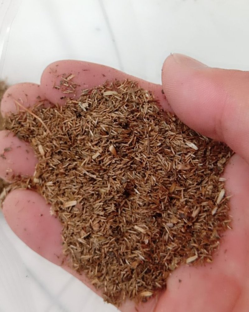 常年批发代购鹤虱量大从优