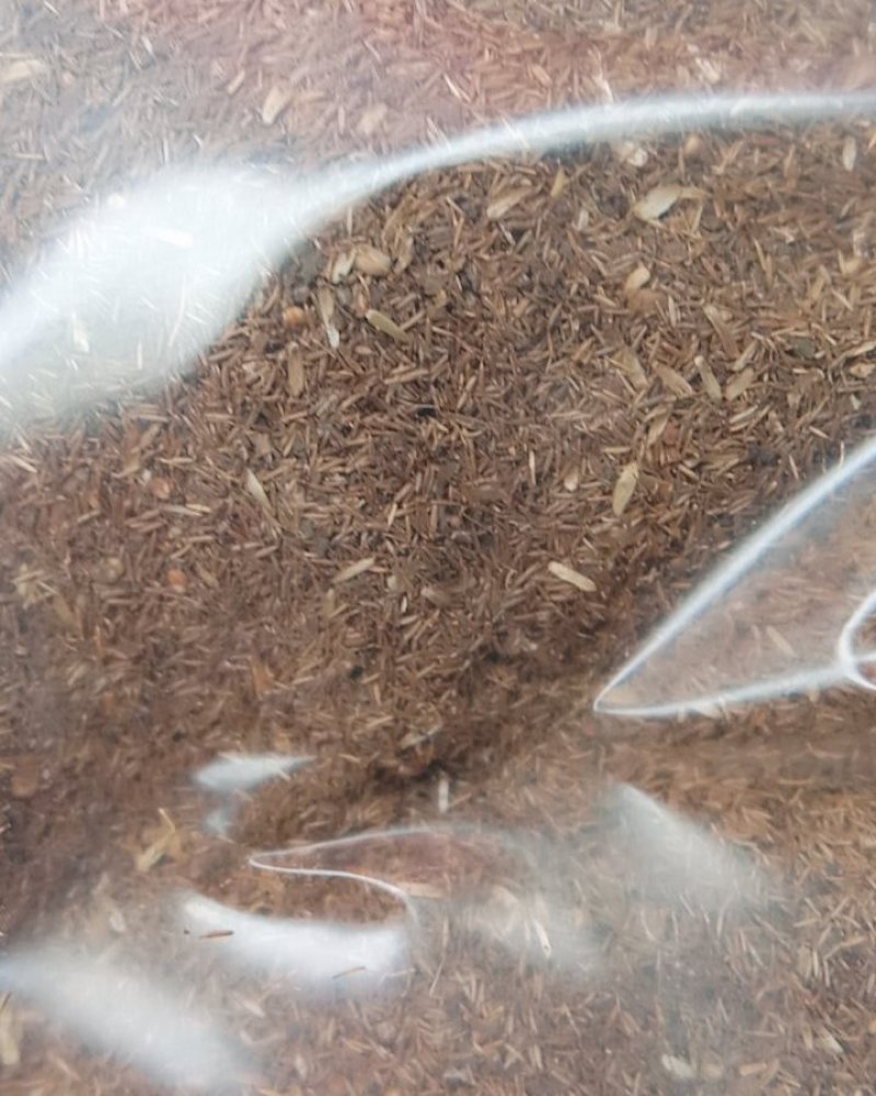 常年批发代购鹤虱量大从优
