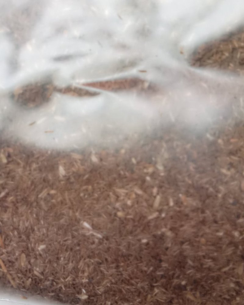 常年批发代购鹤虱量大从优