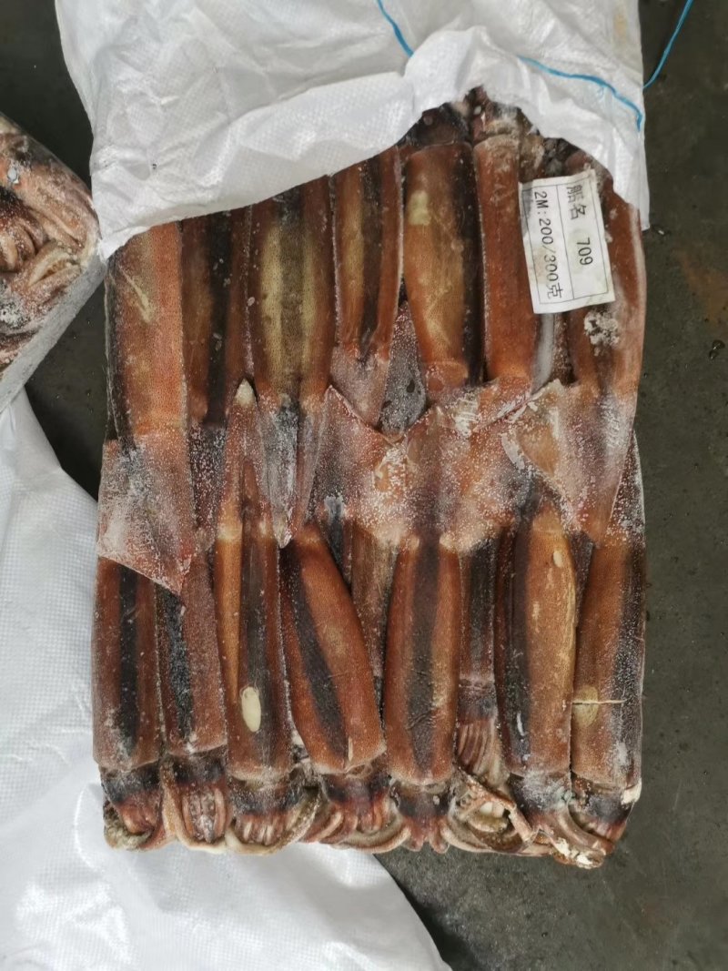 阿根廷鱿鱼88888888888888888