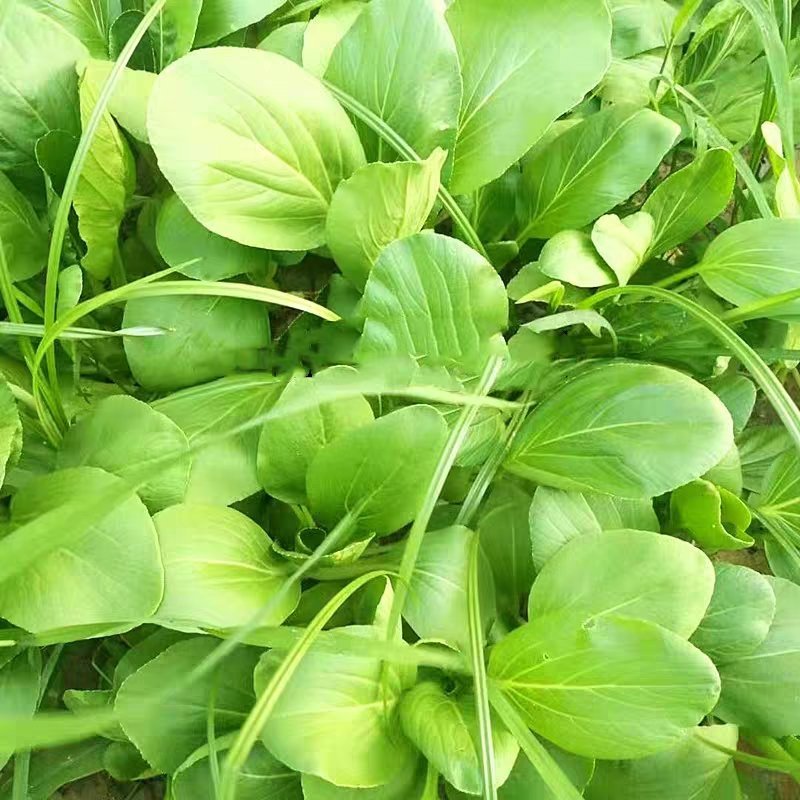 陕西西安鸡毛菜蔬菜叶菜大量上市欢迎采购