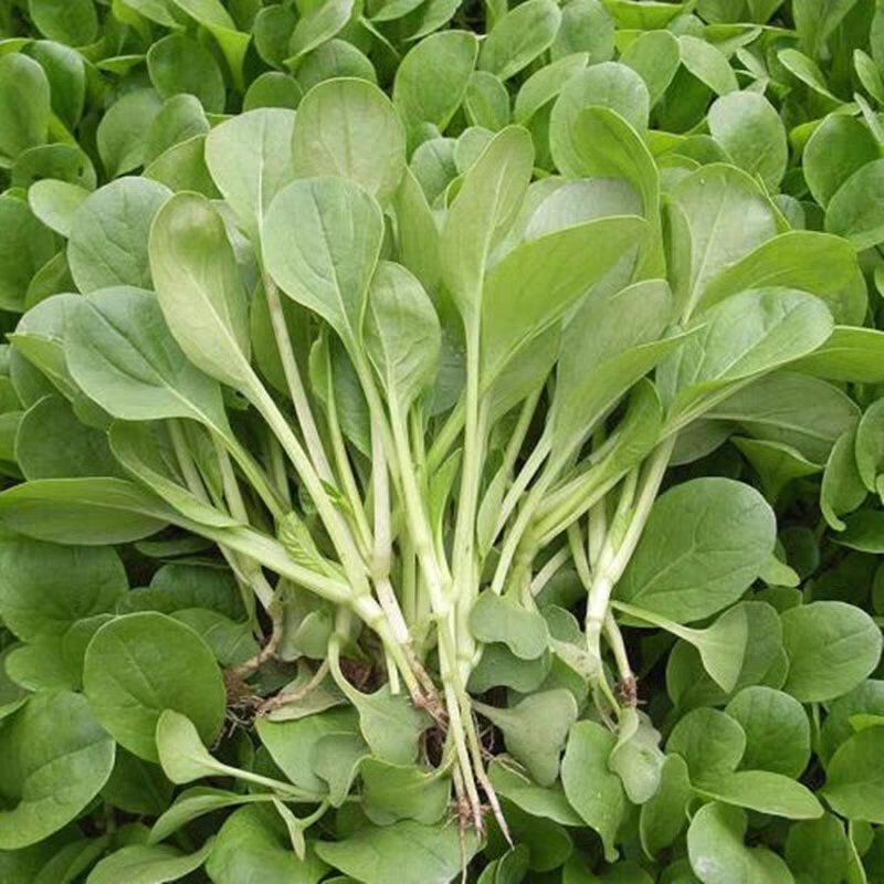 陕西西安鸡毛菜蔬菜叶菜大量上市欢迎采购