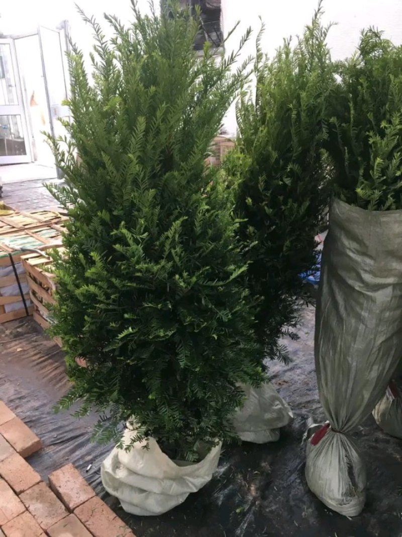 红豆杉盆栽树苗室内外耐寒耐荫绿植南方红豆杉植物吸甲醛四季