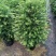 红豆杉盆栽树苗室内外耐寒耐荫绿植南方红豆杉植物吸甲醛四季