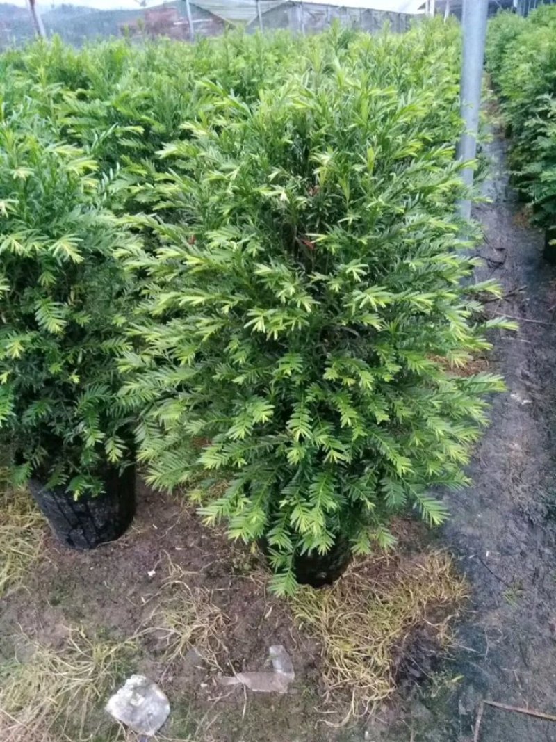 红豆杉盆栽树苗室内外耐寒耐荫绿植南方红豆杉植物吸甲醛四季