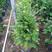 红豆杉盆栽树苗室内外耐寒耐荫绿植南方红豆杉植物吸甲醛四季