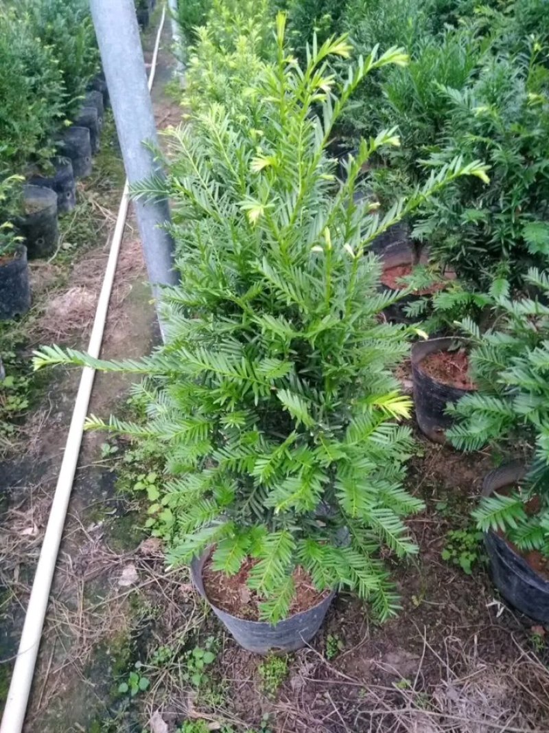 红豆杉盆栽树苗室内外耐寒耐荫绿植南方红豆杉植物吸甲醛四季