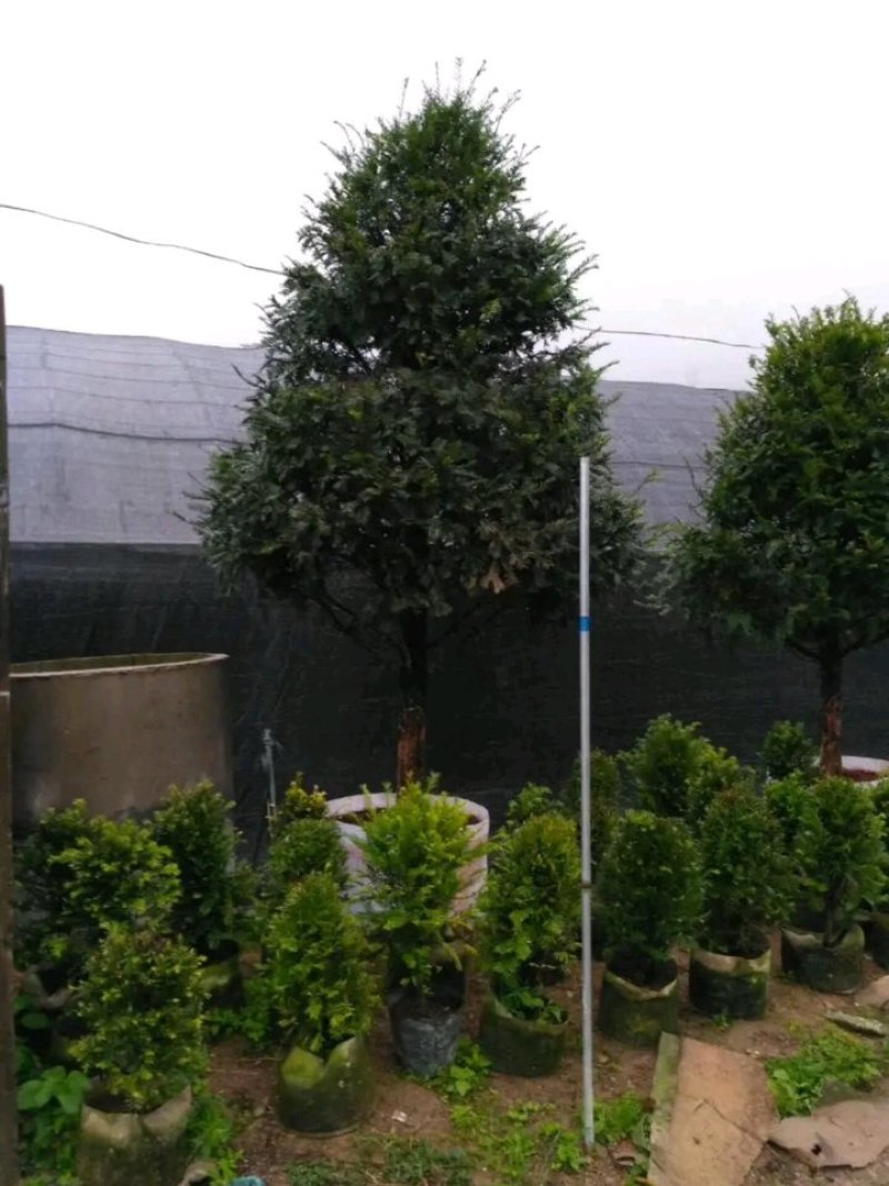 红豆杉盆栽树苗室内外耐寒耐荫绿植南方红豆杉植物吸甲醛四季