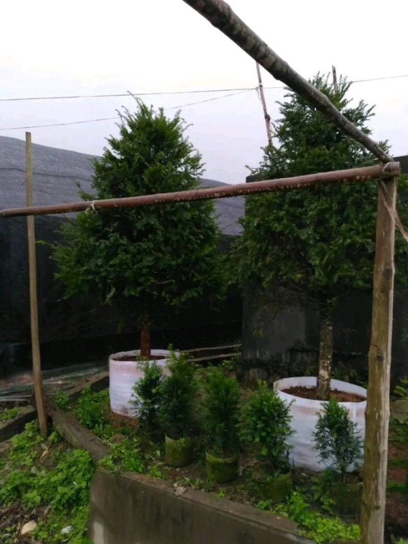 红豆杉盆栽树苗室内外耐寒耐荫绿植南方红豆杉植物吸甲醛四季