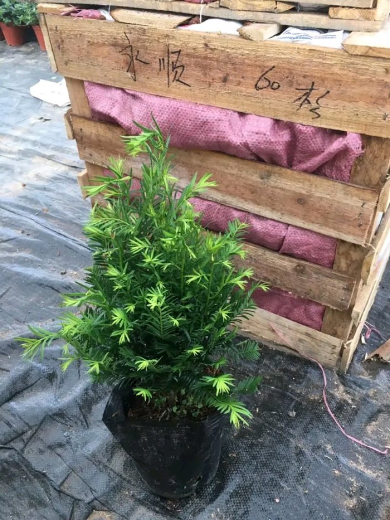 红豆杉盆栽树苗室内外耐寒耐荫绿植南方红豆杉植物吸甲醛四季