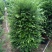红豆杉盆栽树苗室内外耐寒耐荫绿植南方红豆杉植物吸甲醛四季