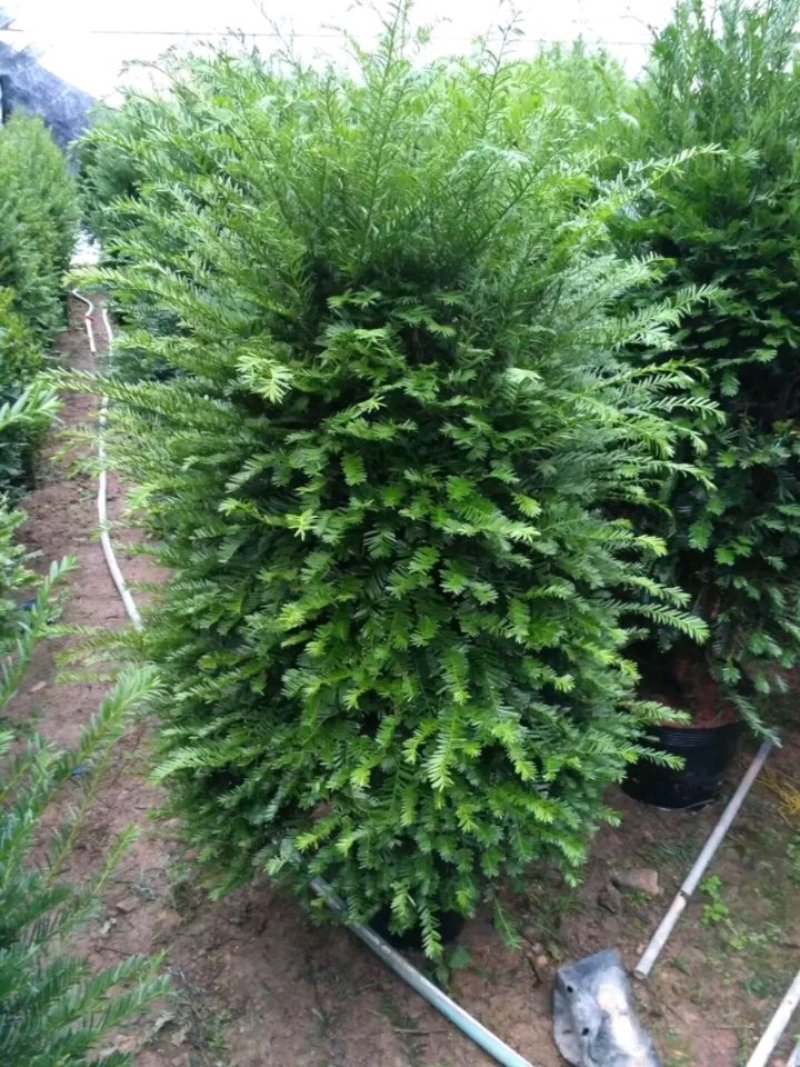 红豆杉盆栽树苗室内外耐寒耐荫绿植南方红豆杉植物吸甲醛四季