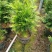 红豆杉盆栽树苗室内外耐寒耐荫绿植南方红豆杉植物吸甲醛四季