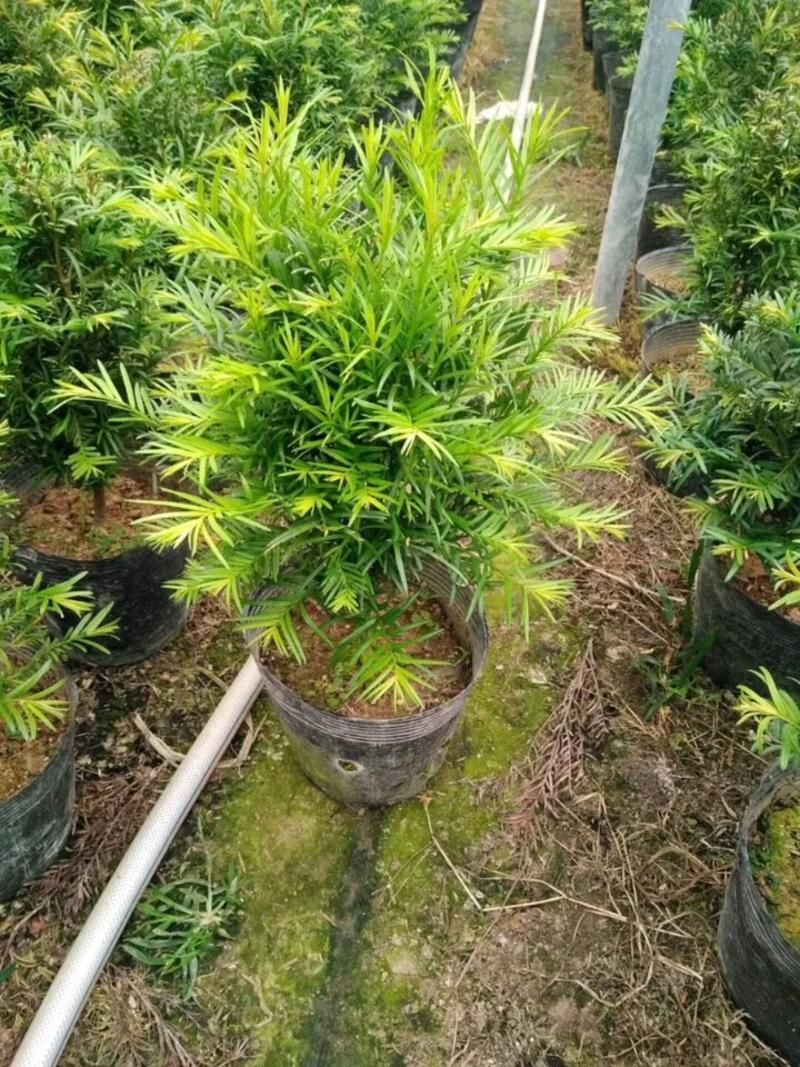 红豆杉盆栽树苗室内外耐寒耐荫绿植南方红豆杉植物吸甲醛四季