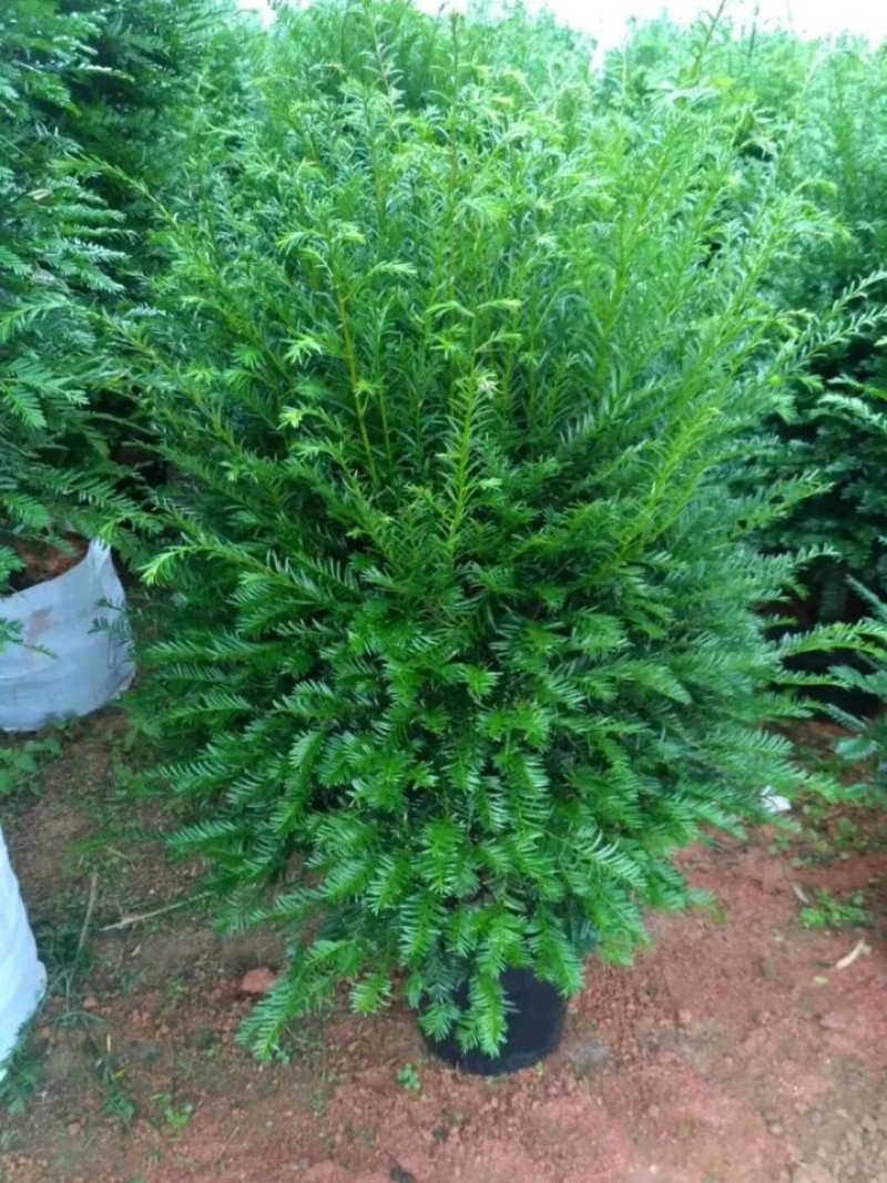 红豆杉盆栽树苗室内外耐寒耐荫绿植南方红豆杉植物吸甲醛四季