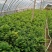 红豆杉盆栽树苗室内外耐寒耐荫绿植南方红豆杉植物吸甲醛四季