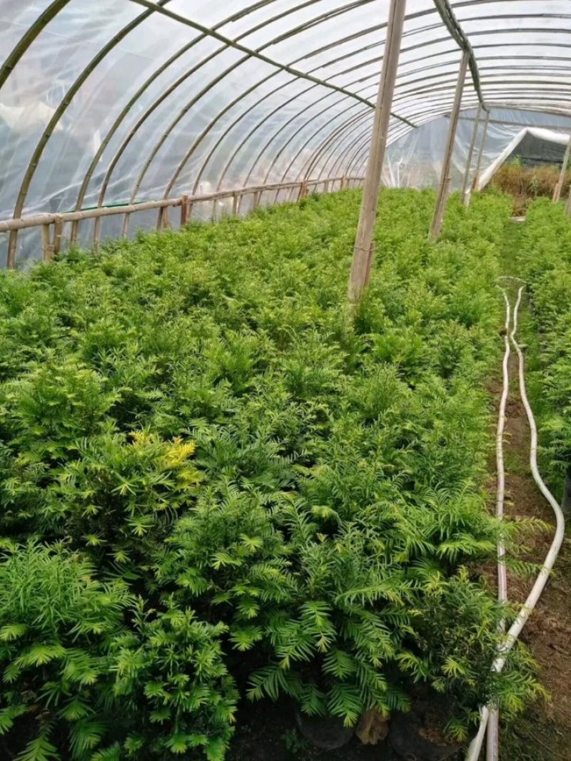 红豆杉盆栽树苗室内外耐寒耐荫绿植南方红豆杉植物吸甲醛四季