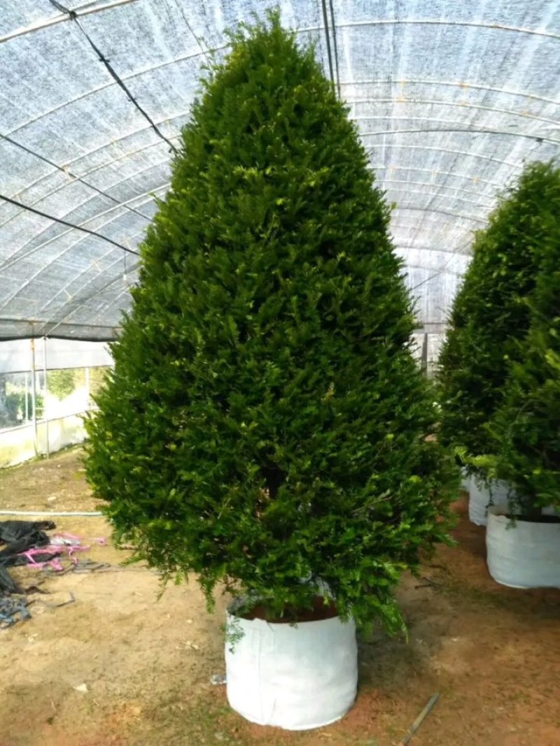 红豆杉盆栽树苗室内外耐寒耐荫绿植南方红豆杉植物吸甲醛四季