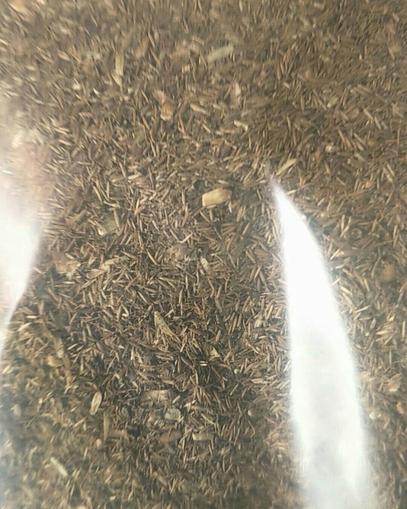 鹤虱，常年批发供应鹤虱中药材