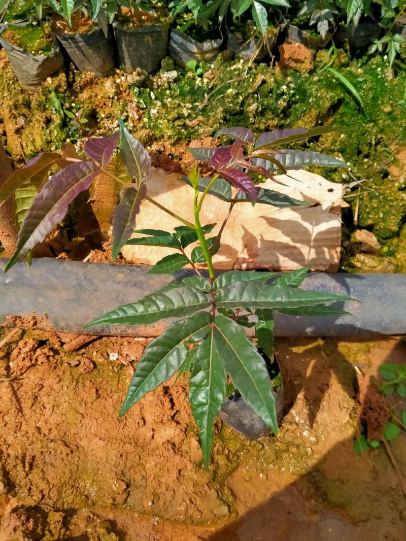基地直供四季香椿苗袋苗地苗无中间商