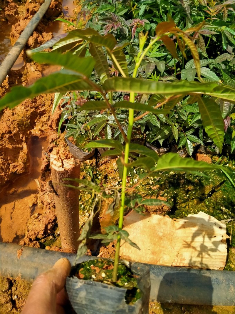 基地直供四季香椿苗袋苗地苗无中间商