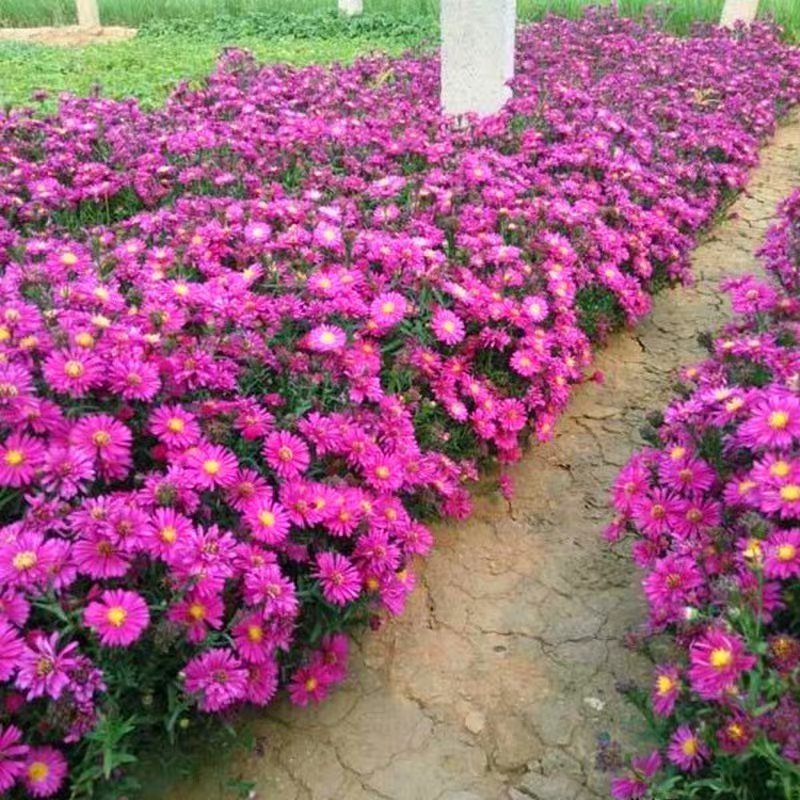 荷兰菊种子阳台庭院花卉种子蓝紫色纽约紫菀花多年生耐寒花