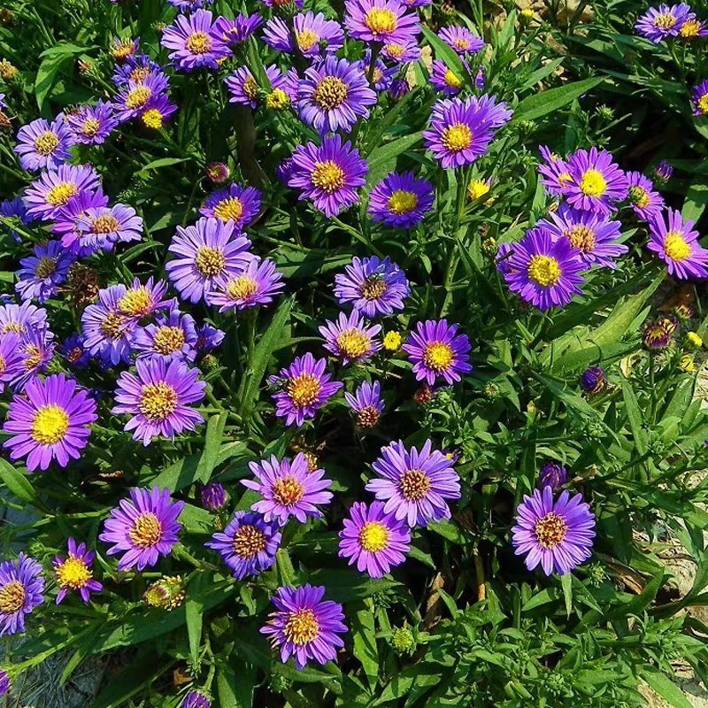 荷兰菊种子阳台庭院花卉种子蓝紫色纽约紫菀花多年生耐寒花