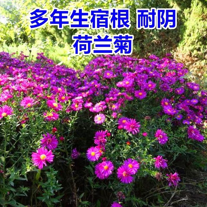 荷兰菊种子阳台庭院花卉种子蓝紫色纽约紫菀花多年生耐寒花