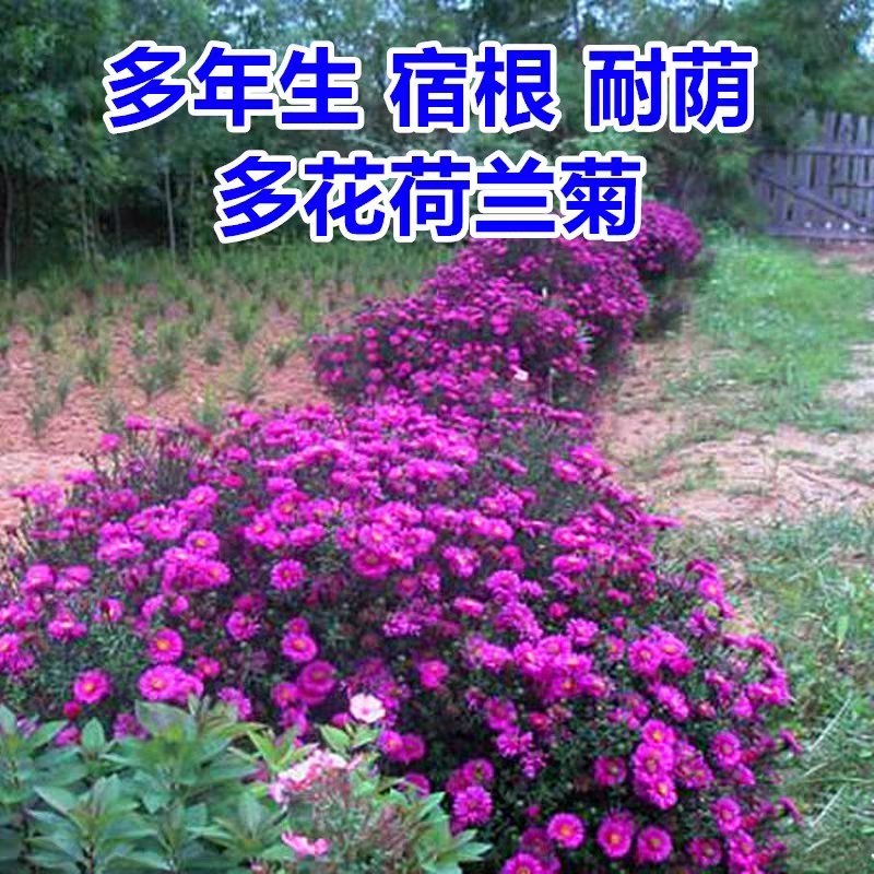 荷兰菊种子阳台庭院花卉种子蓝紫色纽约紫菀花多年生耐寒花