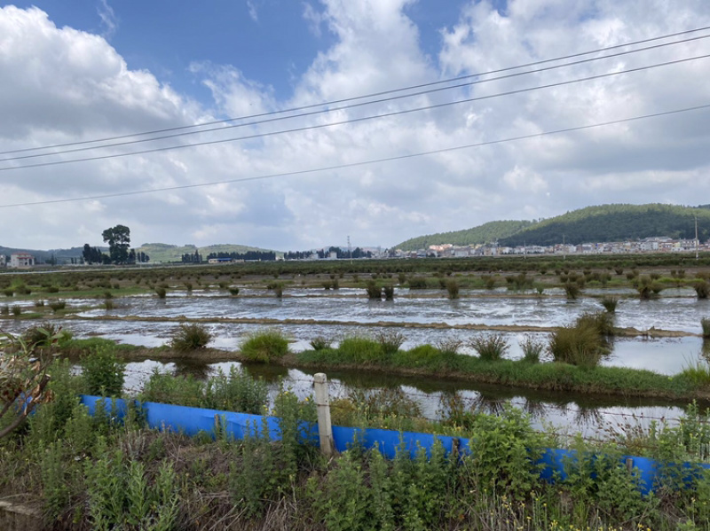 马龙区200亩坑塘出租，价格合理