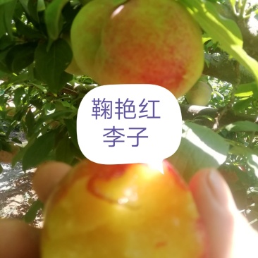 鞠早红（颜色好，口感甜度高耐运输，产地直销量大从优）