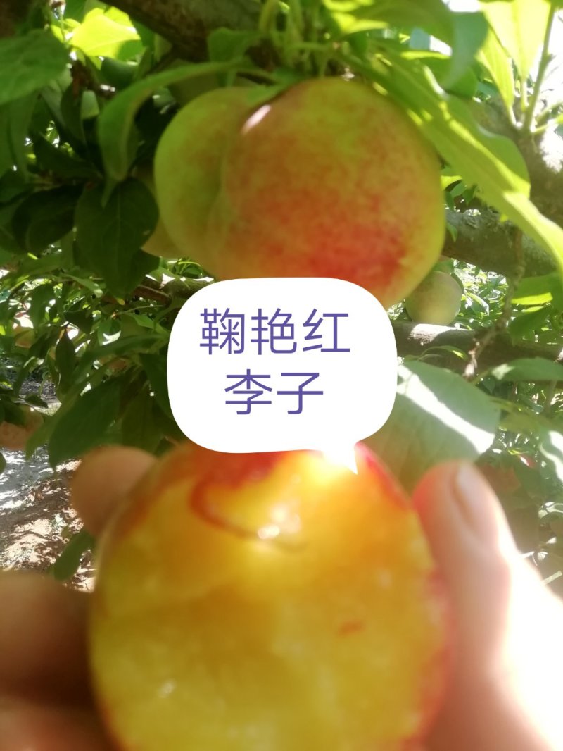 鞠早红（颜色好，口感甜度高耐运输，产地直销量大从优）