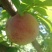 鞠早红（颜色好，口感甜度高耐运输，产地直销量大从优）