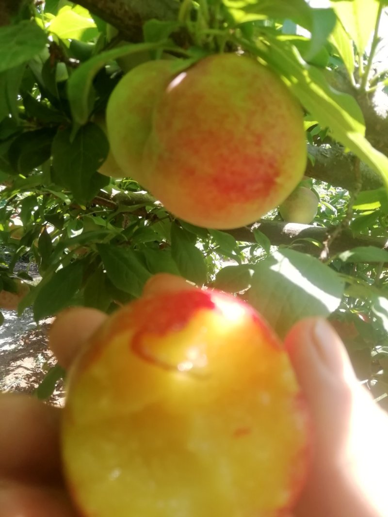 鞠早红（颜色好，口感甜度高耐运输，产地直销量大从优）