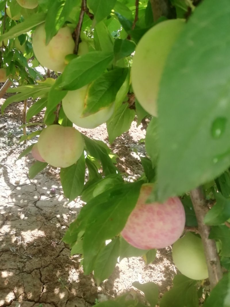 鞠早红（颜色好，口感甜度高耐运输，产地直销量大从优）