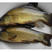 《鱼苗》优质丁桂鱼，生存温变0一41度，免费技术指导