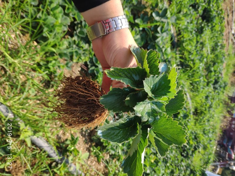 红颜草莓苗四叶一心大叶红颜草莓苗红颜068现挖苗