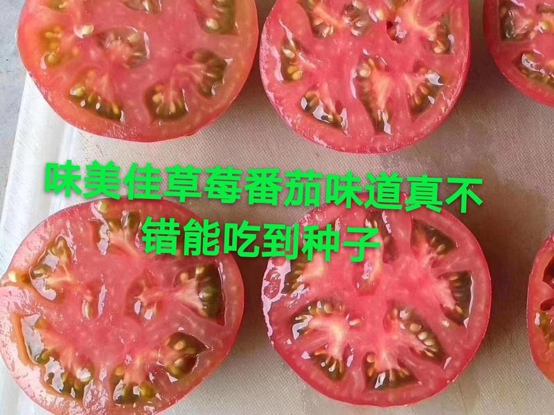 草莓西红柿苗草莓番茄苗口感西红柿苗铁皮柿子苗包成活抗病