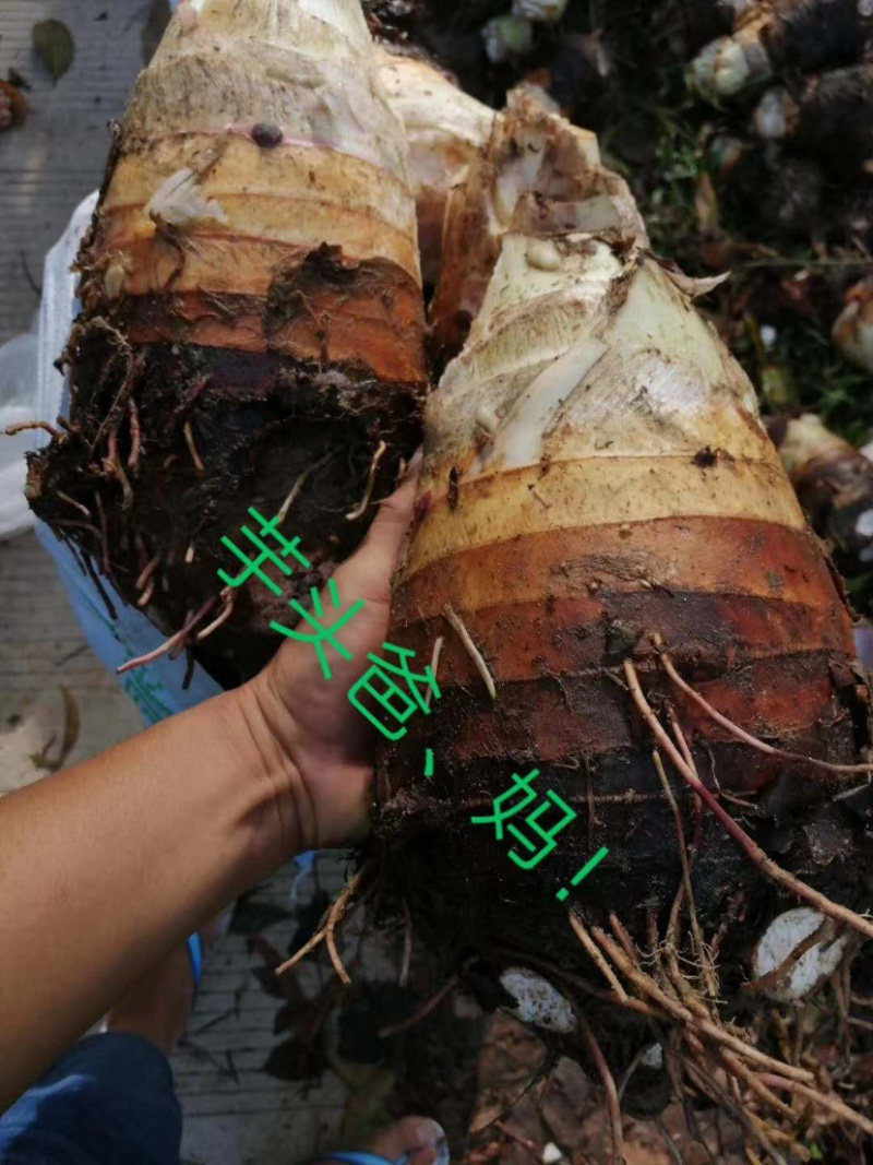 海南屯昌新兴芋头荔枝芋头潮汕芋头香芋