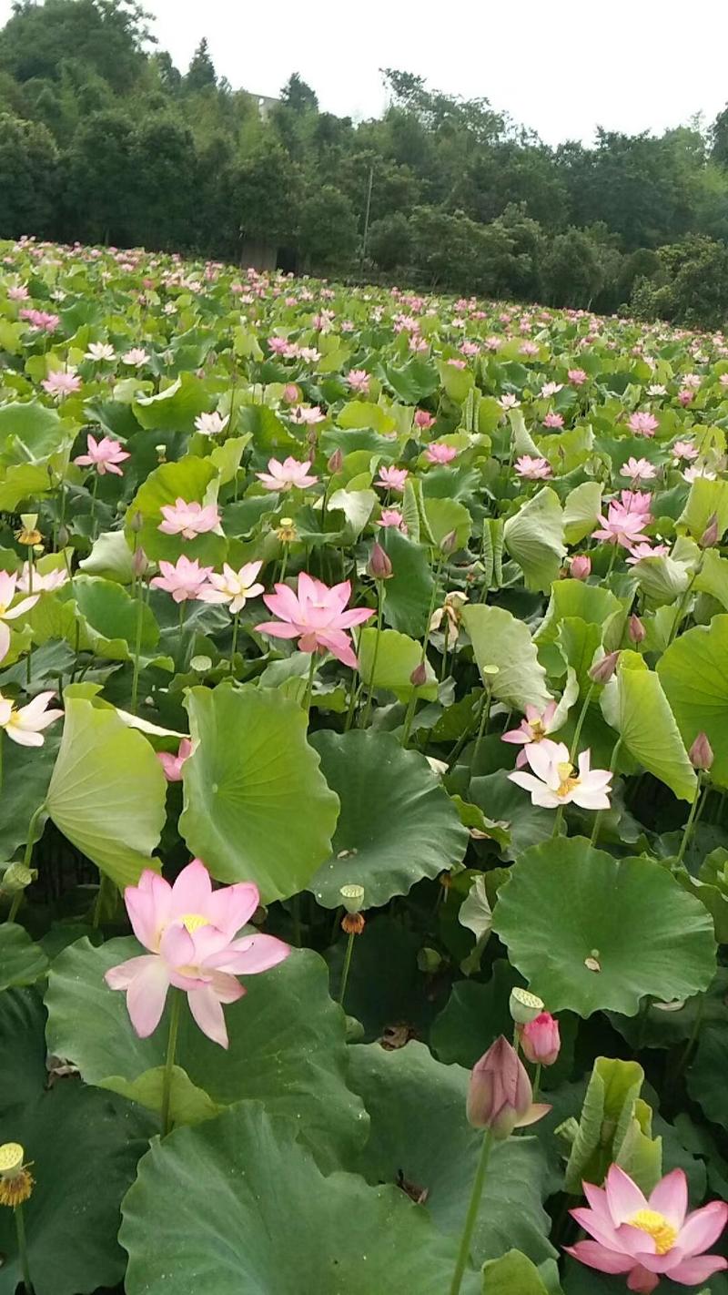 长沙本地莲蓬大量上市