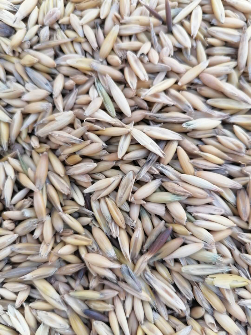 燕麦草种子