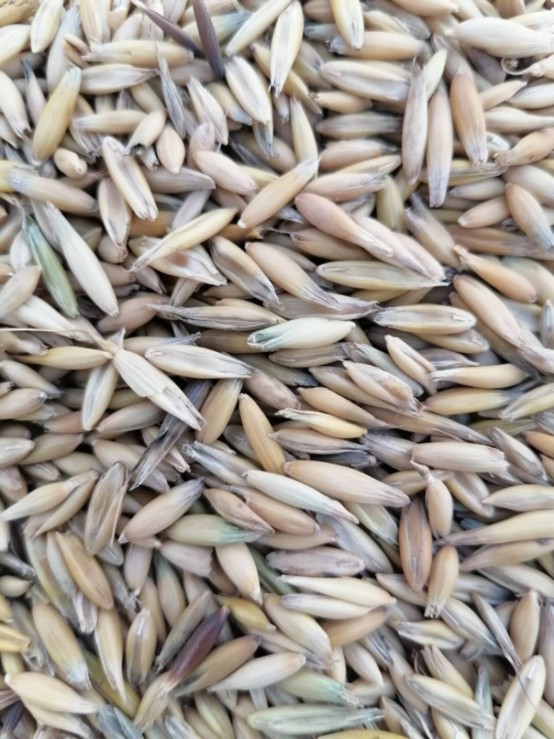 燕麦草种子