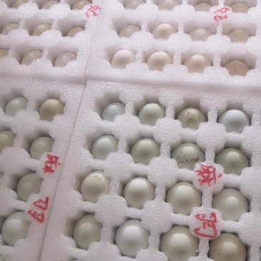 麻羽绿壳鸡种蛋贵妃鸡种蛋观赏鸡种蛋全国发货