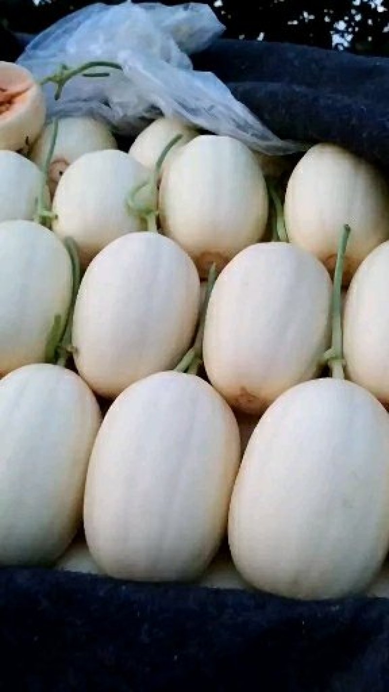 东方蜜1号甜瓜东方密红肉脆梨白皮红肉电话咨询更优惠