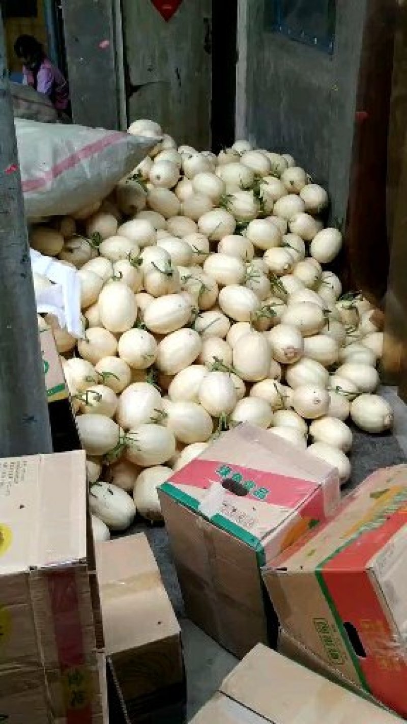 东方蜜1号甜瓜东方密红肉脆梨白皮红肉电话咨询更优惠