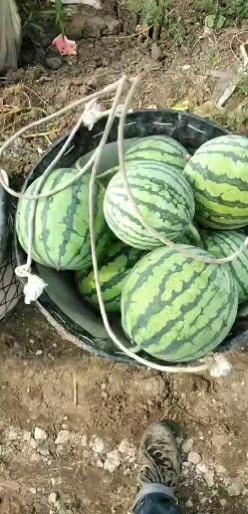 江苏宿迁市宿豫区早佳天山8424西瓜大量上市