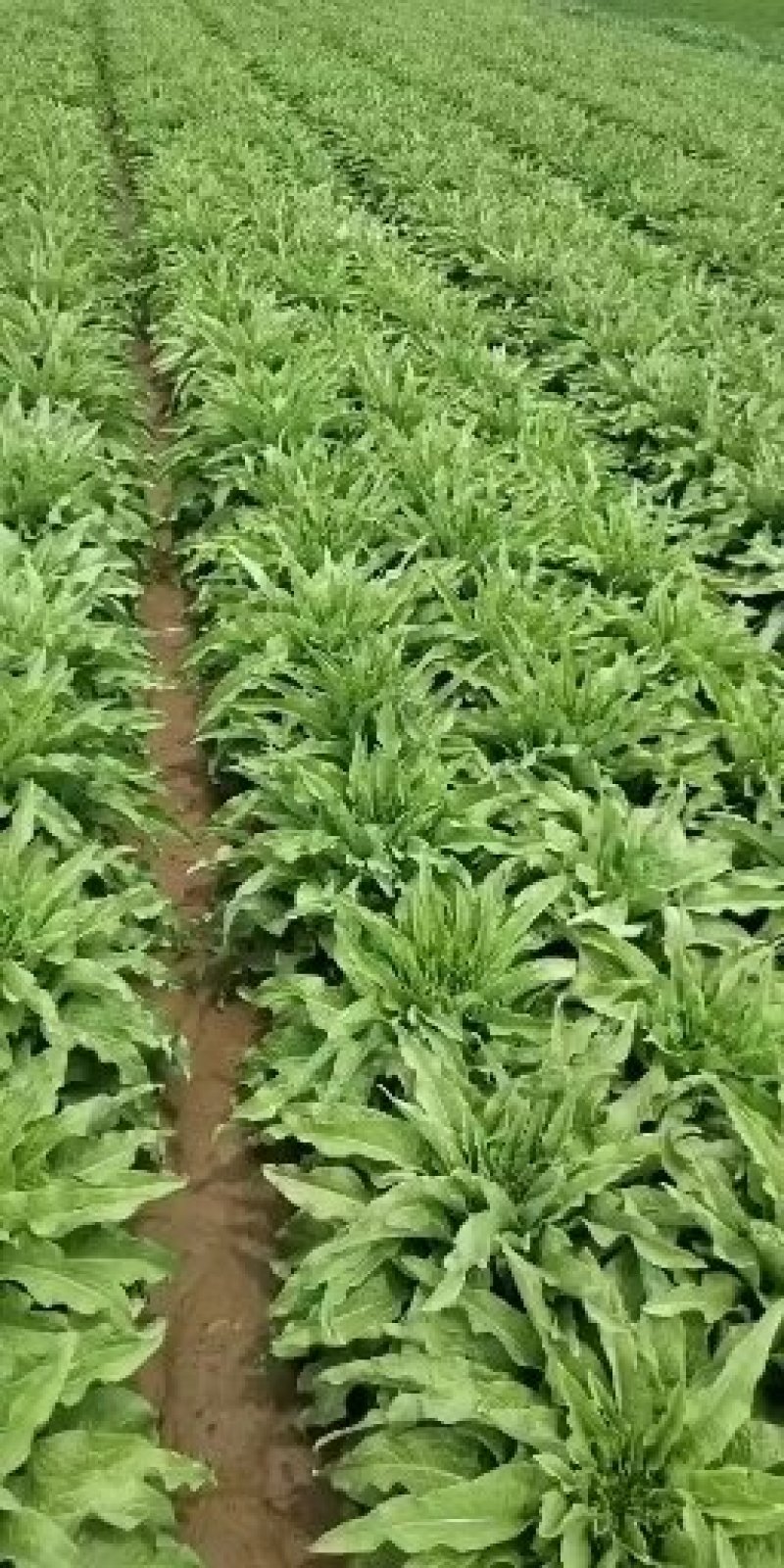 青笋(小尖叶.三青香)无裂口无空心质优价廉