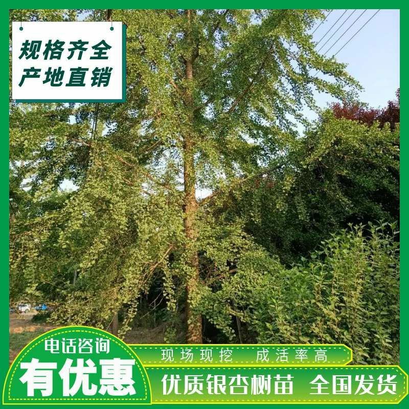 苗圃大量供应15-30公分的银杏树