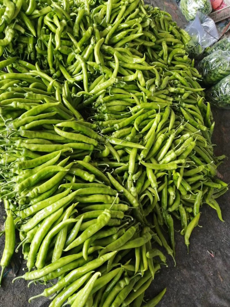 山东主产地黄皮尖椒，辣椒大量供应电商市场多种蔬菜代发全国
